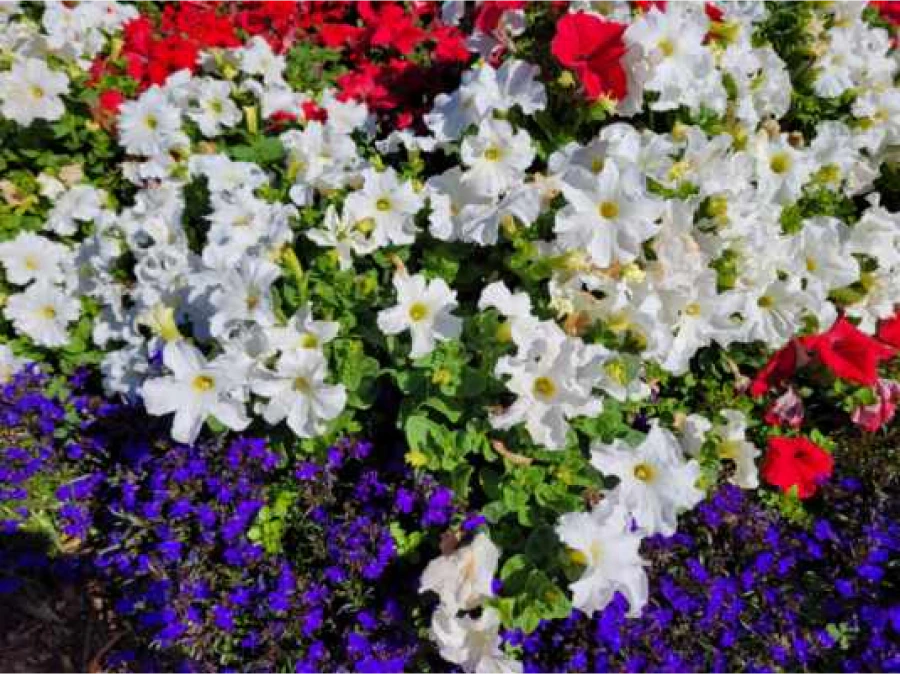 Resized 20210211 120055