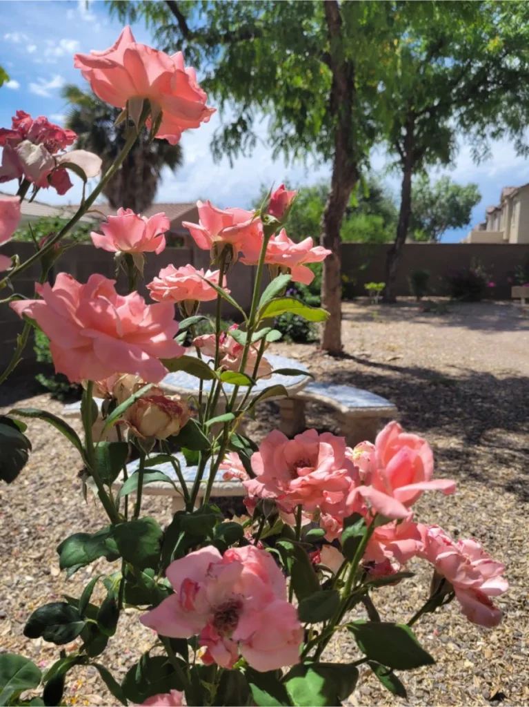 Resized 20240516 104701